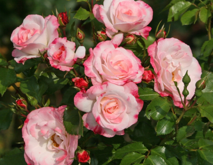 Rose Rosenstadt Freising