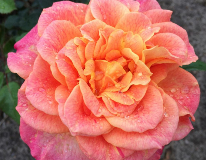 Rose ´Better Times´