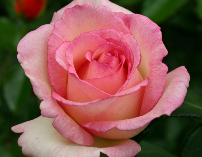 Rose Suovenir de Baden Baden