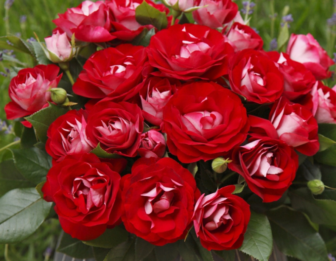 Rose Rose der Einheit