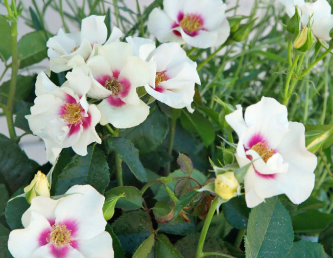 Rose SEE YOU in Lila