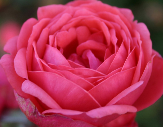 Rose Gartenprinzessin Marie - Jose