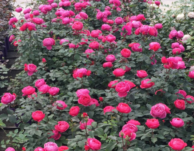 Rose Gartenprinzessin Marie - Jose