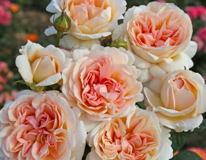 Rose Großherzogin Luise