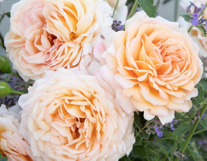 Rose Großherzogin Luise