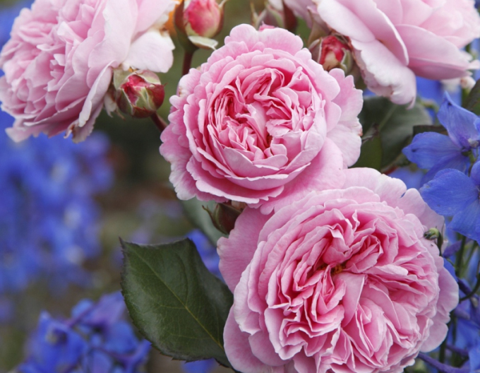 Rose Rosengrafin Marie Henriette