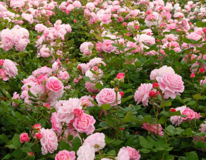 Rose Rosengrafin Marie Henriette