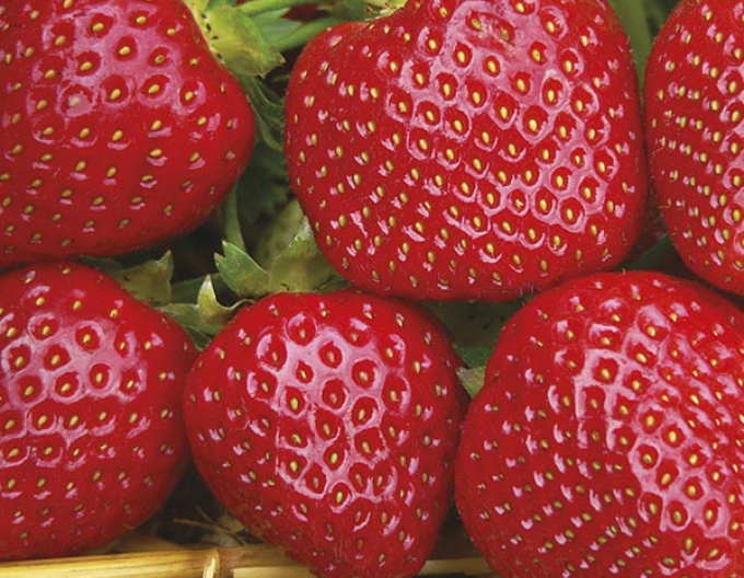 Erdbeere Malwina spät