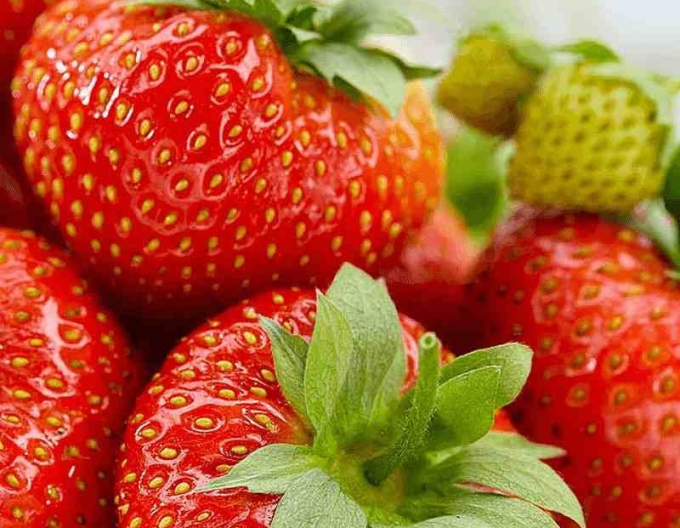 Erdbeere Aromas  immertragende