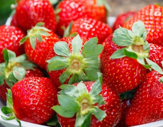 Erdbeere Diamant  immertragende