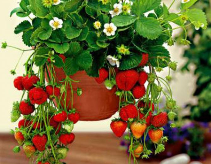 Erdbeere Mara de Bois