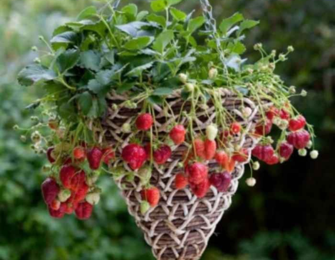 Erdbeere Mara de Bois