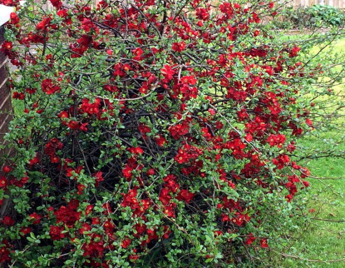 Japanische Quitte Cido