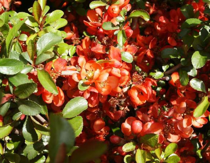 Japanische Quitte Sargentii