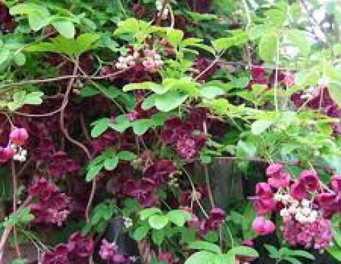 Dreiblättrige Akebie