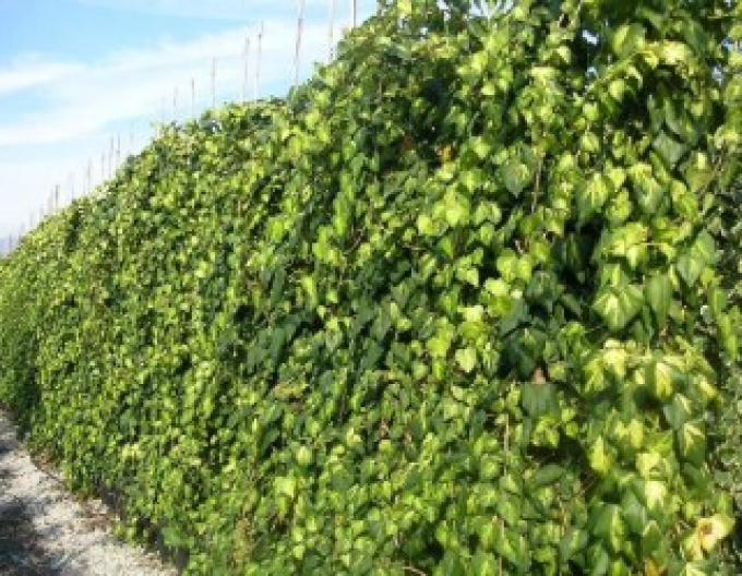 Kaukasischer Efeu Sulphur Heart
