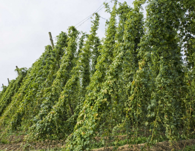 Hopfen (Humulus lupulus)