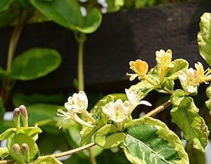 Japanische Geißschlinge Kogel-Mogel