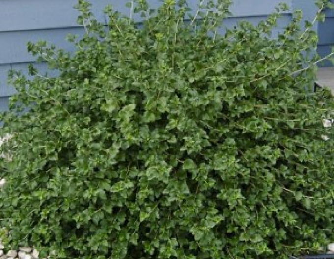 Alpenjohannisbeere Green Mood