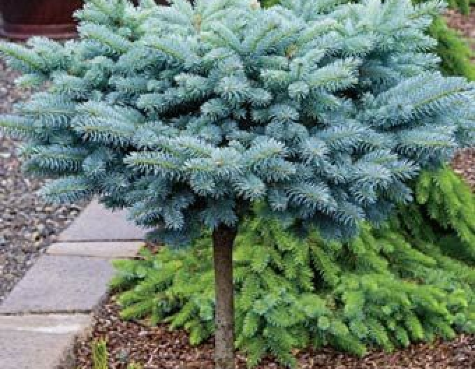 Fichte ´Glauca Globosa´ Stämmchen