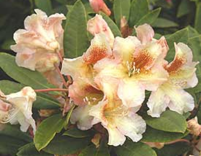 Rhododendron Bernstein
