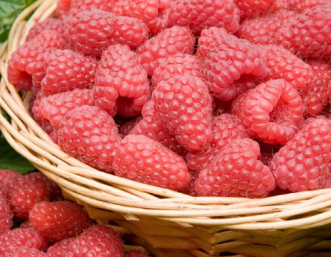 Himbeere rot Tulameen