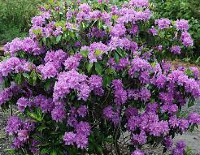 Rhododendron Goldflimmer