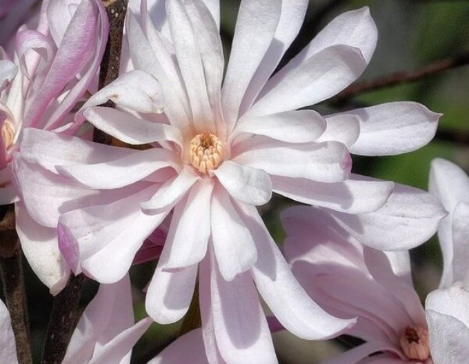 Magnolie St. Waterlily