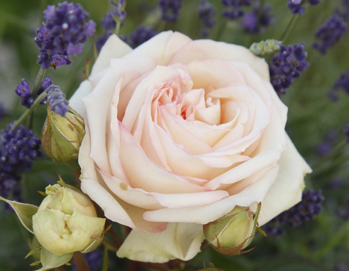 Rose Madame Anisette