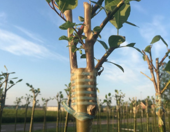 Veredelungsgummi 120x3,5mm