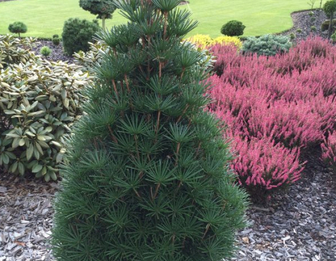 Japanische Schirmtanne 100/125cm