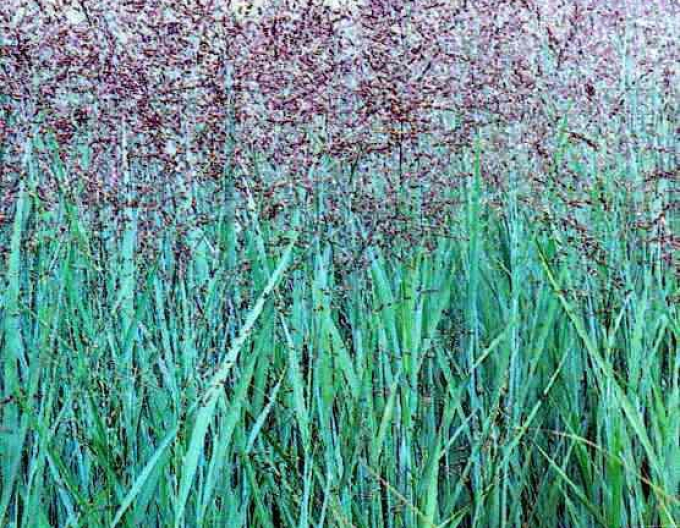 Ruten-Hirse "Heavy Metal"