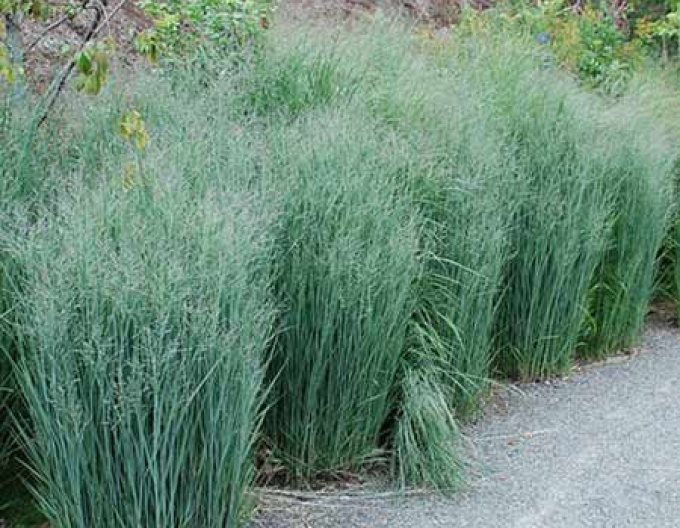 Ruten-Hirse "Heavy Metal"