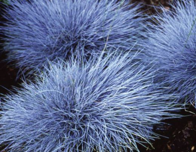 Schwingel "Eisvogel"