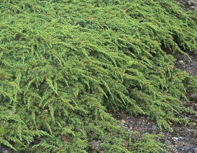 Teppichwacholder Green Carpet