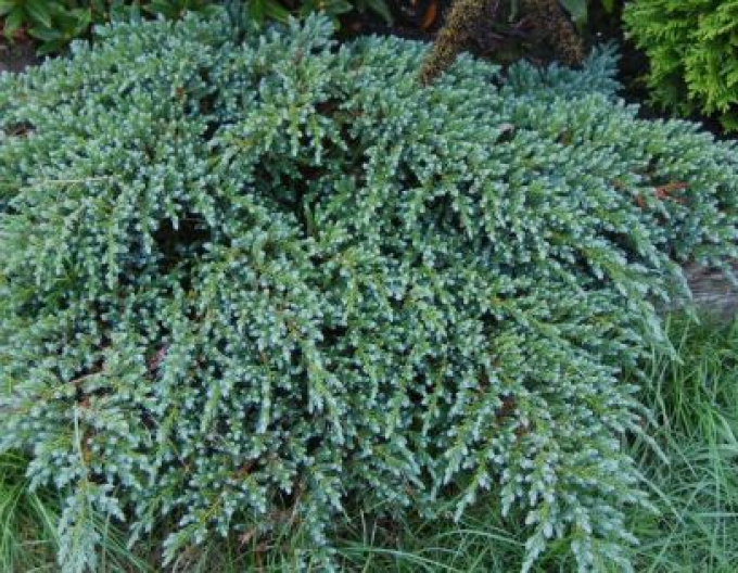 Wacholder Kleine Joanna