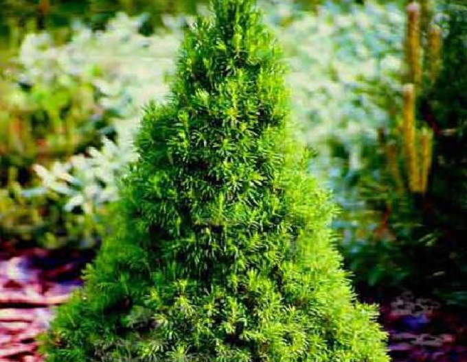 Zuckerhutfichte Conica