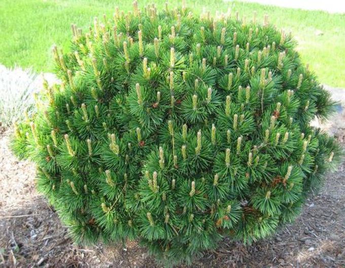 Berg-Kiefer  Pumilio