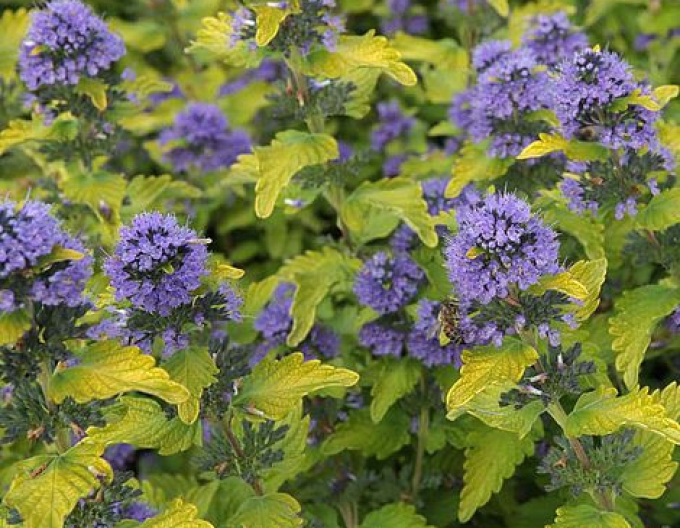 Bartblume  Hint of Gold