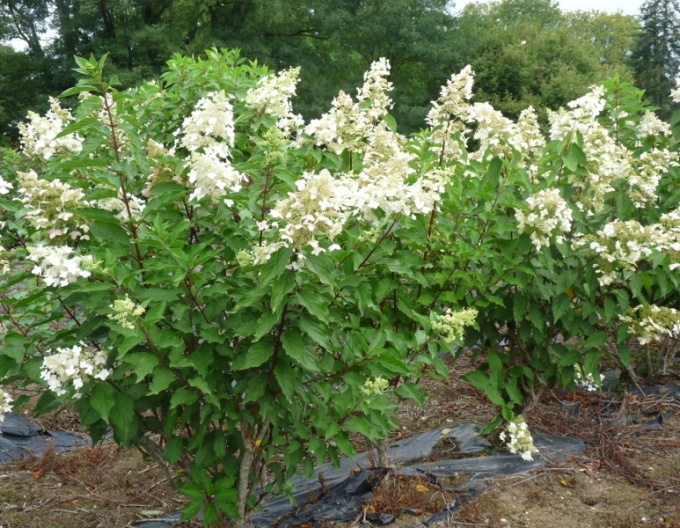 Rispenhortensie Unique