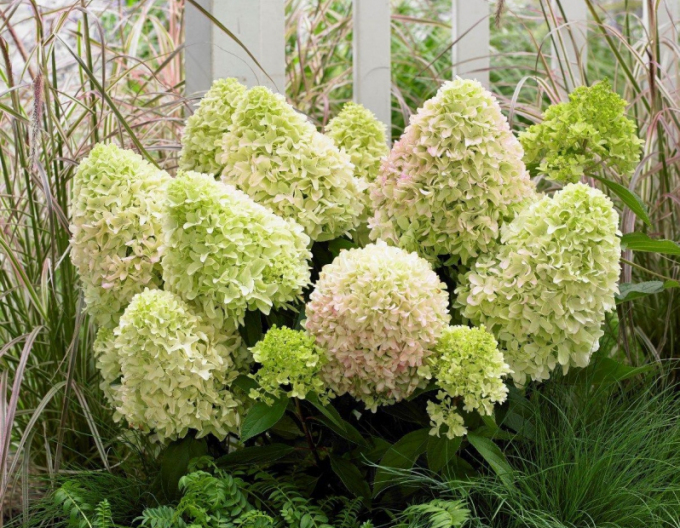 Rispenhortensie Little Alf