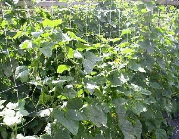 Stütznetz für Pflanzenanbau 1,2m x 10m