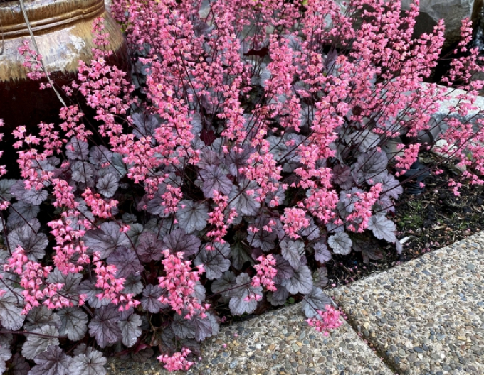 Heuchera Milan