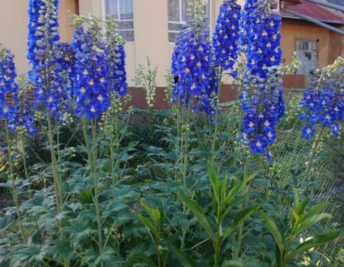 Hochstuhl Dark Blue Black Bee