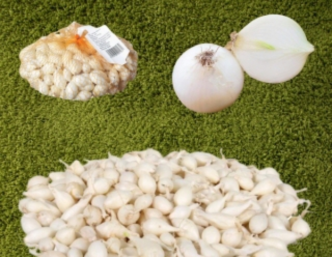 Steckzwiebel Weißer Schneeball  8/16 0,25kg