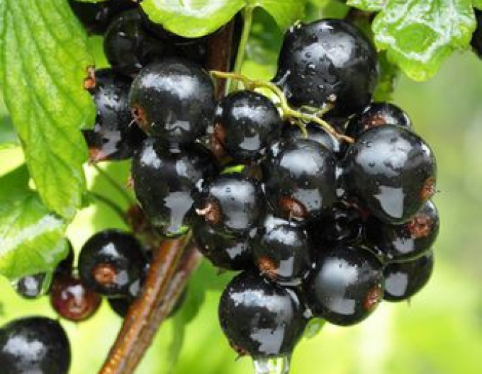 Schwarze Johannisbeere Titania Strauch