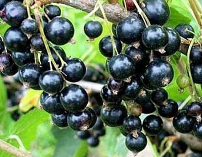 Schwarze Johannisbeere Titania Hochstämmchen, cont. 2l