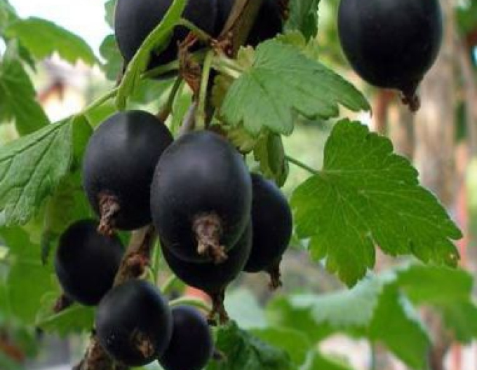 Jostabeere,  Hochstämmchen