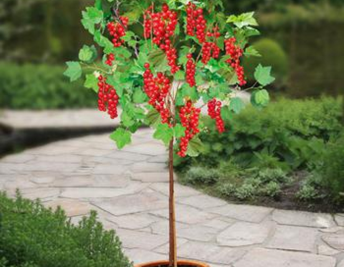 Rote Johannisbeere Detvan,Hochstämmchen, cont. 2l