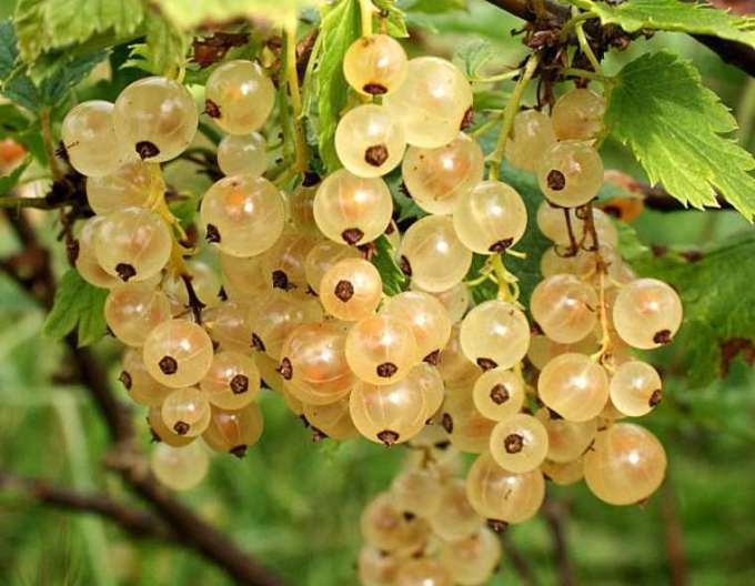 Weiße Johannisbeere Primus Strauch